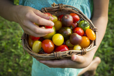 Hands of little girl holding basket of Heirloom tomatoes, close-up - LVF07423