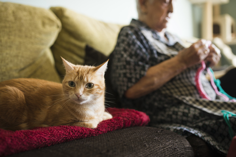 Porträt einer Katze auf der Couch mit einer älteren Frau, die im Hintergrund häkelt, lizenzfreies Stockfoto