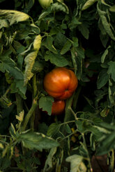 Reife Tomate, Tomatenpflanze - ACPF00320