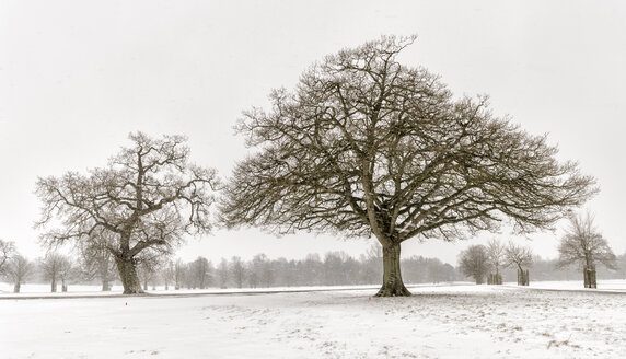 UK, schneebedeckte Winterlandschaft mit kahlen Bäumen - ALRF01276