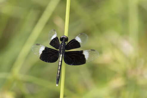 Thailand, Roter Reisschäler, Neurothemis tullia - ZCF00651