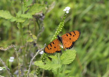 Thailand, Gelbbraune Meerjungfrau, Acraea violae - ZCF00652