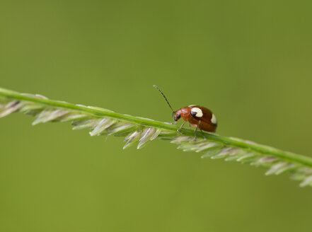 Thailand, Marienkäfer, Coccinellidae - ZCF00653