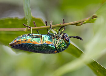 Thailand, Prachtkäfer, Buprestidae - ZCF00655