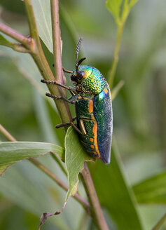 Thailand, Prachtkäfer, Buprestidae - ZCF00656