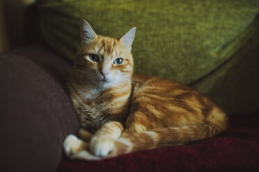 Ginger cat lying on couch - RAEF02140