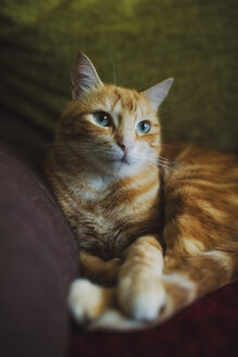 Ingwer-Katze auf Couch liegend - RAEF02141