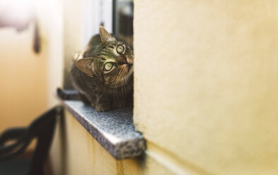 Getigerte Katze, die auf dem Fensterbrett sitzt und nach oben schaut - RAEF02142