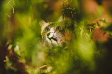 Cat hidden among some plants - RAEF02143