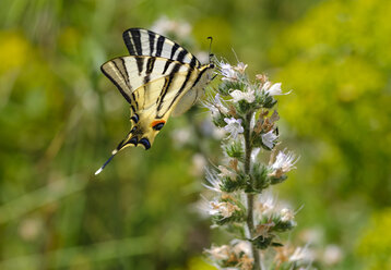 Albanien, Seltener Schwalbenschwanz, iphiclides podalirius, auf Echium - SIEF08010