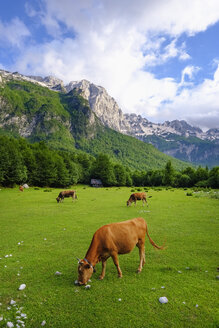 Albanien, Kreis Kukes, Albanische Alpen, Valbona-Nationalpark, Kühe auf der Wiese - SIEF08021