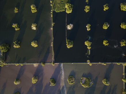 Indonesien, Bali, Luftaufnahme von Mangroven im Wasser - KNTF01314