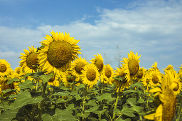 Field of sunflowers and clouds in the background - ACPF00323
