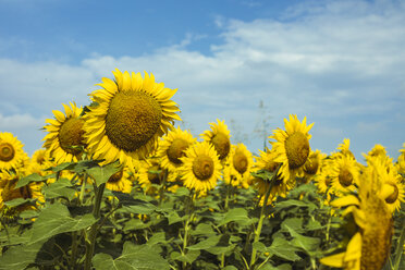 Sonnenblumenfeld und Wolken im Hintergrund - ACPF00323