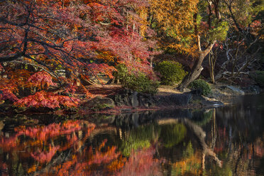 Spiegelung der Herbstfarben im Teich im öffentlichen Garten Shinjuku Gyo-en in Tokio, Japan - AURF04021