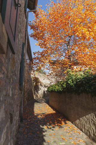 Deutschland, Rheinland-Pfalz, Freinsheim, Stadtmauer und leerer Weg im Herbst, lizenzfreies Stockfoto