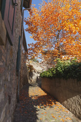 Germany, Rhineland-Palatinate, Freinsheim, city wall and empty way in autumn - GWF05641
