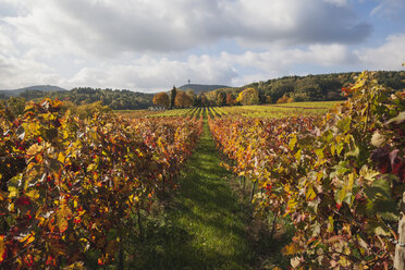 Germany, Rhineland-Palatinate, Weisenheim am Berg, vineyards in autumn colours, German Wine Route - GWF05644