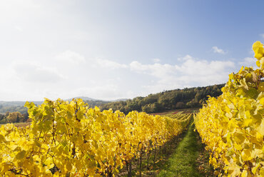 Germany, Rhineland-Palatinate, vineyards in autumn colours, German Wine Route - GWF05646