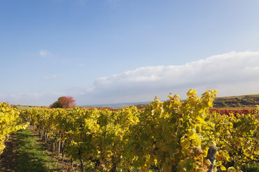 Germany, Rhineland-Palatinate, vineyards in autumn colours, German Wine Route - GWF05647