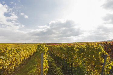 Germany, Rhineland-Palatinate, Weisenheim am Berg, vineyards in autumn colours, German Wine Route - GWF05648