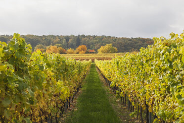 Germany, Rhineland-Palatinate, vineyards in autumn colours, German Wine Route - GWF05649