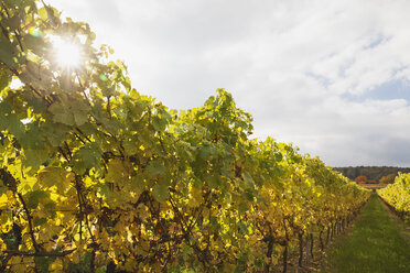 Deutschland, Rheinland-Pfalz, Weinberge in Herbstfarben, Deutsche Weinstraße - GWF05650