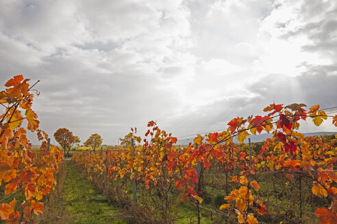 Germany, Rhineland-Palatinate, vineyards in autumn colours, German Wine Route - GWF05651