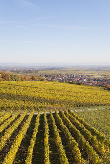 Deutschland, Rheinland-Pfalz, Kallstadt, Weinberge in Herbstfarben, Deutsche Weinstraße - GWF05652