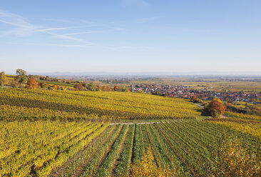 Germany, Rhineland-Palatinate, Kallstadt, vineyards in autumn colours, German Wine Route - GWF05653
