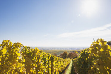 Deutschland, Rheinland-Pfalz, Weinberge in Herbstfarben, Deutsche Weinstraße - GWF05654