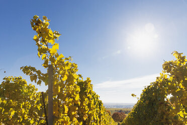 Deutschland, Rheinland-Pfalz, Weinberge in Herbstfarben, Deutsche Weinstraße - GWF05655