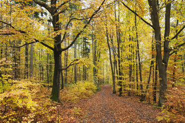 Germany, Rhineland-Palatinate, Palatinate Forest Nature Park in autumn - GWF05660