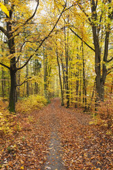Deutschland, Rheinland Pfalz, Naturpark Pfälzerwald im Herbst - GWF05661