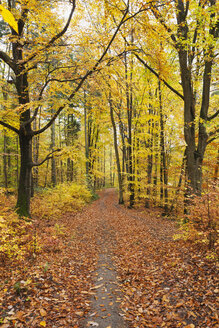 Deutschland, Rheinland Pfalz, Naturpark Pfälzerwald im Herbst - GWF05661