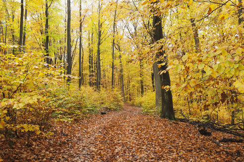 Deutschland, Rheinland Pfalz, Naturpark Pfälzerwald im Herbst - GWF05662