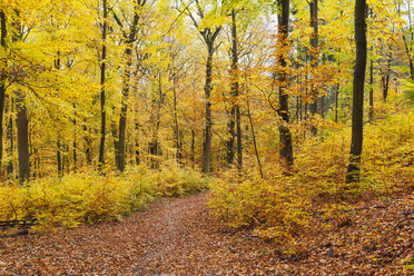 Germany, Rhineland-Palatinate, Palatinate Forest Nature Park in autumn - GWF05663