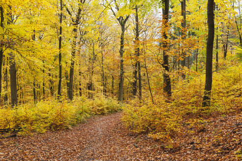 Deutschland, Rheinland Pfalz, Naturpark Pfälzerwald im Herbst - GWF05663