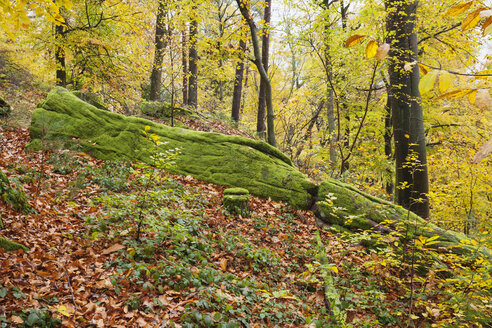 Deutschland, Rheinland-Pfalz, Naturpark Pfälzerwald im Herbst, moosbewachsener Fels - GWF05664