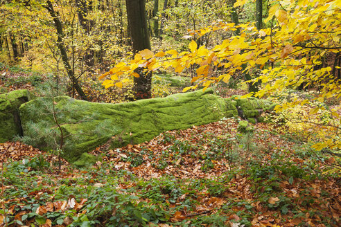 Deutschland, Rheinland-Pfalz, Naturpark Pfälzerwald im Herbst, moosbewachsener Fels - GWF05665