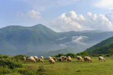 Albania, Shkoder, flock of sheep - SIEF08029