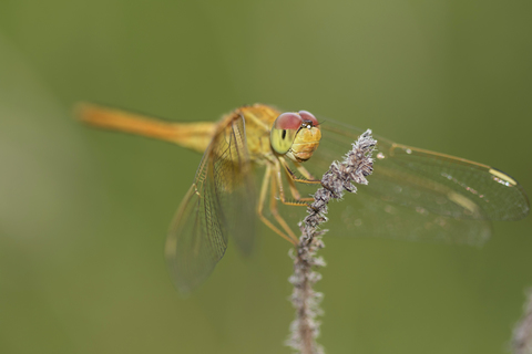 Scharlachlibelle, Crocothemis servilia, Libelle, Nahaufnahme, lizenzfreies Stockfoto