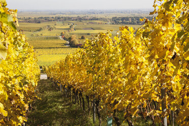 Germany,Rhineland-Palatinate, Pfalz, vineyards in autumn colours, German Wine Route - GWF05668