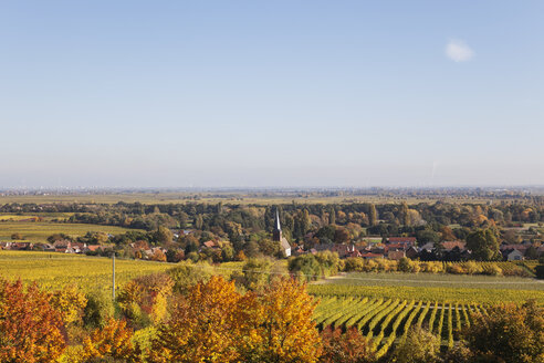 Deutschland,Rheinland-Pfalz, Pfalz, Deutsche Weinstraße, Weinort Forst und Weinberge in Herbstfarben - GWF05669