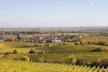 Germany,Rhineland-Palatinate, Pfalz, German Wine Route, wine village Forst and vineyards in autumn colours - GWF05670