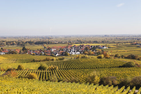 Deutschland,Rheinland-Pfalz, Pfalz, Deutsche Weinstraße, Weinort Forst und Weinberge in Herbstfarben - GWF05670