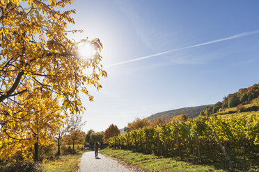 Deutschland, Rheinland-Pfalz, Pfalz, Wanderer auf Weinstraßen-Wanderweg, Weinberge und Kirschbäume in Herbstfarben - GWF05671