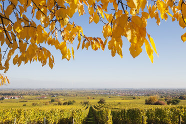 Deutschland,Rheinland-Pfalz, Pfalz, Deutsche Weinstraße, Weinort Niederkirchen in der Ferne, Weinberge in Herbstfarben - GWF05672