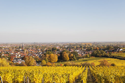 Deutschland,Rheinland-Pfalz, Pfalz, Deidesheim, Deutsche Weinstraße, Weinberge in Herbstfarben, Ludwigshafen in der Ferne - GWF05674