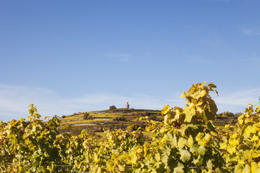 Germany,Rhineland-Palatinate, Pfalz, German Wine Route, Flaggenturm on Fuchsmantel hill and vineyards in autumn colours - GWF05676